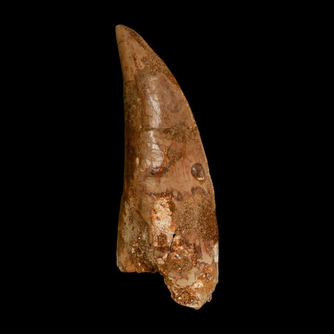 XL 3.3" Carcharodontosaurus Serrated Fossil Tooth Cretaceous Theropod Dinosaur COA - Fossil Age Minerals