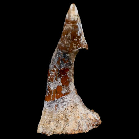 XL 2.5" Sawfish Fossil Tooth Barb Onchopristis Numidus Cretaceous Dinosaur Era COA