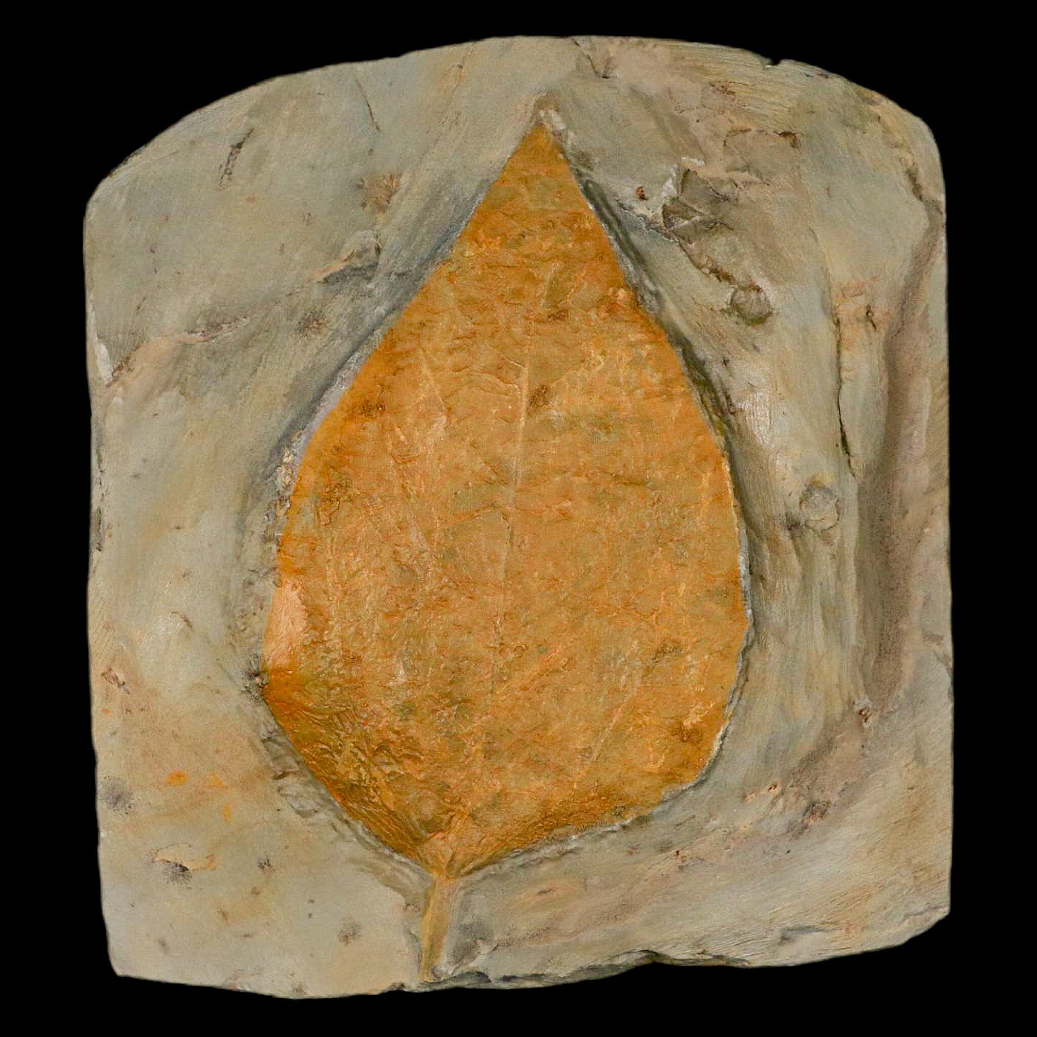 4" Beringiaphyllum Cupaniodes Fossil Plant Leaf Fort Union Glendive MT Paleocene Age - Fossil Age Minerals