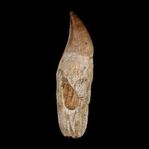 3.3" Halisaurus Mosasaur Fossil Tooth Rooted Cretaceous Dinosaur Era COA Stand