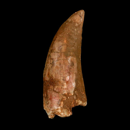 XL 3.3" Carcharodontosaurus Serrated Fossil Tooth Cretaceous Theropod Dinosaur COA