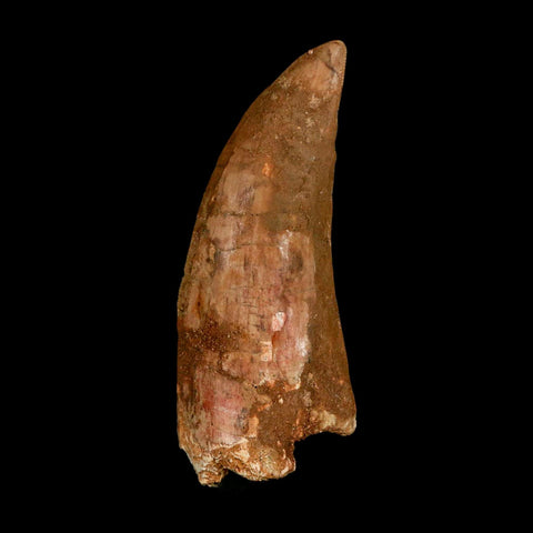 XL 3.3" Carcharodontosaurus Serrated Fossil Tooth Cretaceous Theropod Dinosaur COA - Fossil Age Minerals