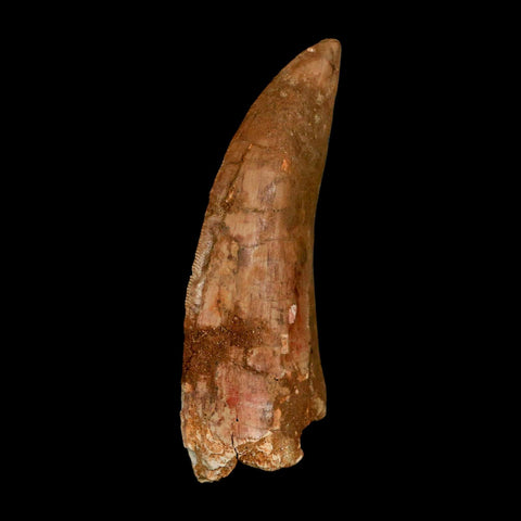 XL 3.3" Carcharodontosaurus Serrated Fossil Tooth Cretaceous Theropod Dinosaur COA - Fossil Age Minerals
