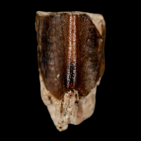 0.5" Lambeosaurus Fossil Tooth Judith River FM MT Cretaceous Dinosaur COA Display - Fossil Age Minerals