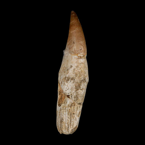 3.3" Halisaurus Mosasaur Fossil Tooth Rooted Cretaceous Dinosaur Era COA Stand
