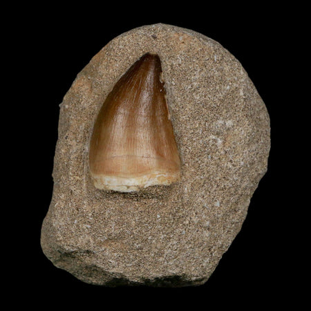 1.7" Mosasaur Prognathodon Fossil Tooth In Matrix Cretaceous Dinosaur Era COA