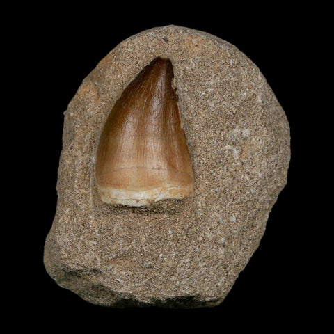 1.7" Mosasaur Prognathodon Fossil Tooth In Matrix Cretaceous Dinosaur Era COA