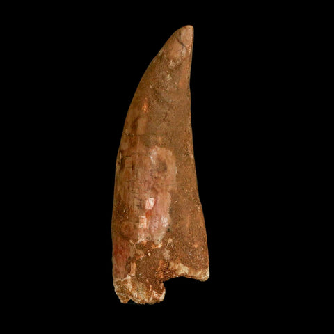 XL 3.3" Carcharodontosaurus Serrated Fossil Tooth Cretaceous Theropod Dinosaur COA - Fossil Age Minerals