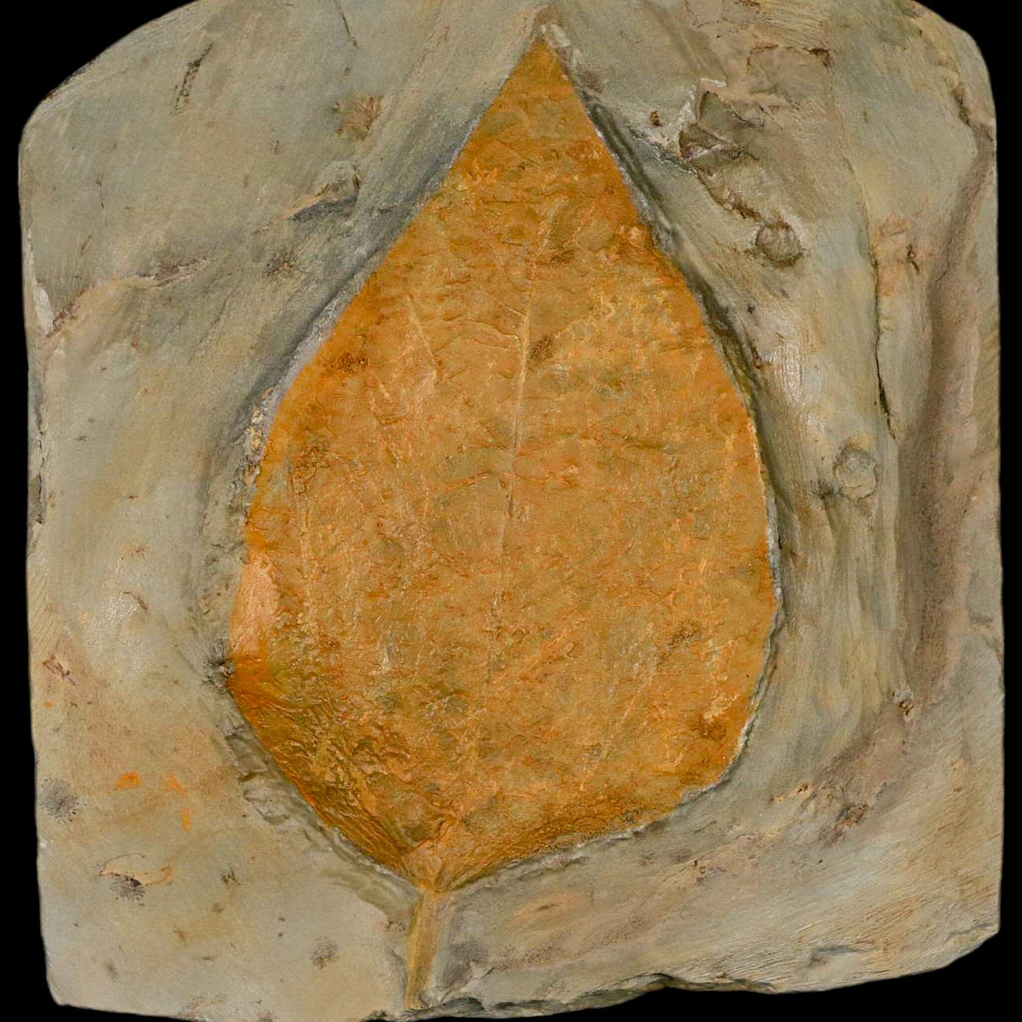 4" Beringiaphyllum Cupaniodes Fossil Plant Leaf Fort Union Glendive MT Paleocene Age - Fossil Age Minerals