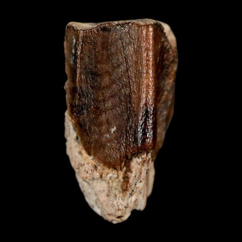 0.5" Lambeosaurus Fossil Tooth Judith River FM MT Cretaceous Dinosaur COA Display - Fossil Age Minerals