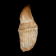 3.7" Mosasaur Prognathodon Fossil Tooth Rooted Cretaceous Dinosaur Era COA