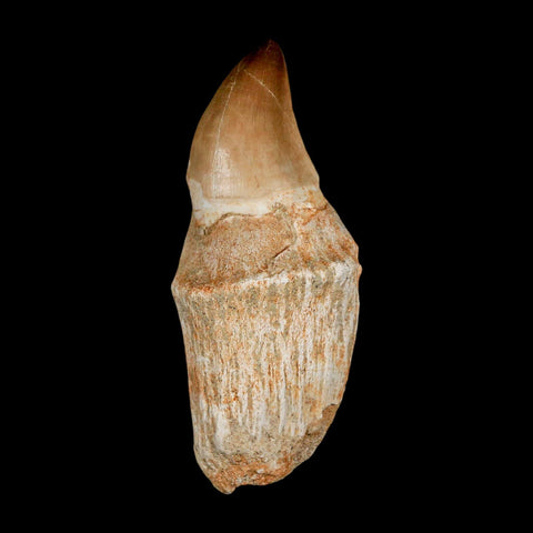 3.7" Mosasaur Prognathodon Fossil Tooth Rooted Cretaceous Dinosaur Era COA