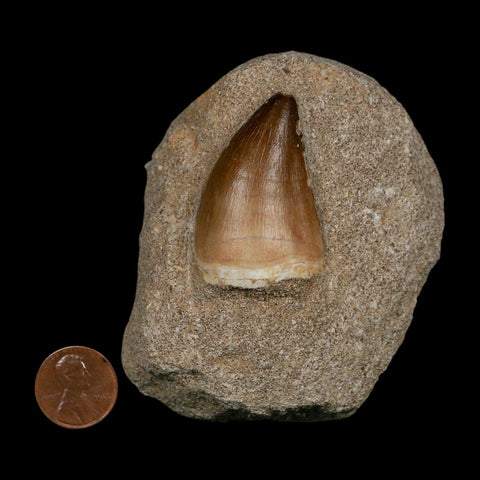 1.7" Mosasaur Prognathodon Fossil Tooth In Matrix Cretaceous Dinosaur Era COA