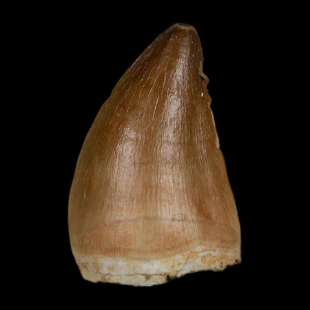 1.7" Mosasaur Prognathodon Fossil Tooth In Matrix Cretaceous Dinosaur Era COA