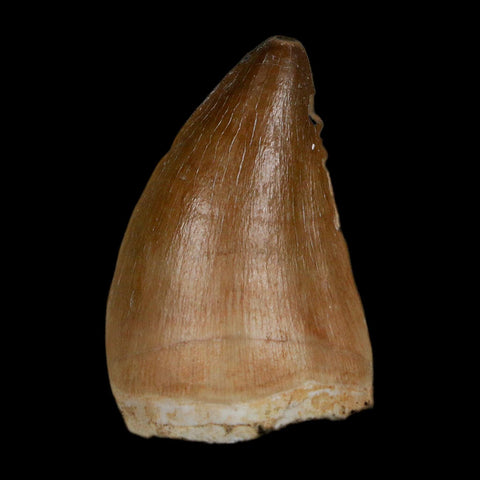 1.7" Mosasaur Prognathodon Fossil Tooth In Matrix Cretaceous Dinosaur Era COA