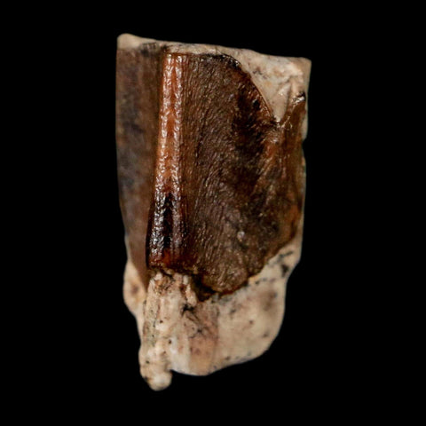 0.5" Lambeosaurus Fossil Tooth Judith River FM MT Cretaceous Dinosaur COA Display - Fossil Age Minerals