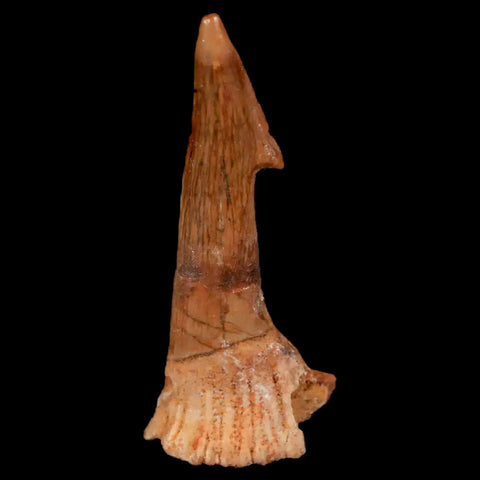 1.9" Sawfish Fossil Tooth Barb Onchopristis Numidus Cretaceous Dinosaur Era COA - Fossil Age Minerals