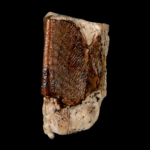 0.5" Lambeosaurus Fossil Tooth Judith River FM MT Cretaceous Dinosaur COA Display - Fossil Age Minerals