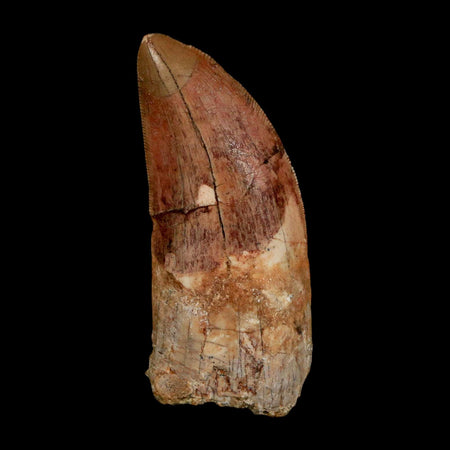 XL 2.8" Carcharodontosaurus Serrated Fossil Tooth Cretaceous Theropod Dinosaur COA