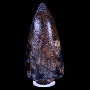 1.8" Sarcosuchus Imperator Crocodile Fossil Tooth Elrhaz FM Cretaceous Niger COA
