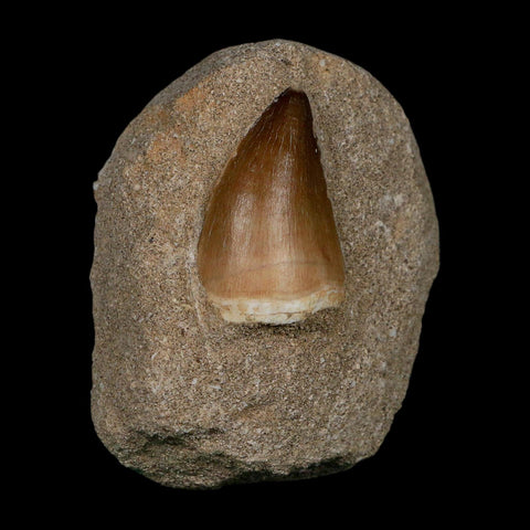 1.7" Mosasaur Prognathodon Fossil Tooth In Matrix Cretaceous Dinosaur Era COA