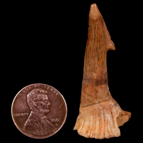 1.9" Sawfish Fossil Tooth Barb Onchopristis Numidus Cretaceous Dinosaur Era COA - Fossil Age Minerals