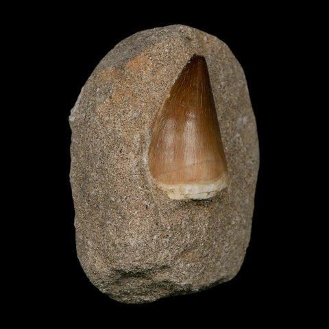 1.7" Mosasaur Prognathodon Fossil Tooth In Matrix Cretaceous Dinosaur Era COA