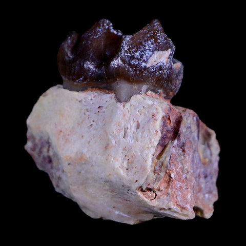 0.9" Mesohippus Fossil Jaw Teeth Three Toed Horse Oligocene Age SD Badlands COA - Fossil Age Minerals
