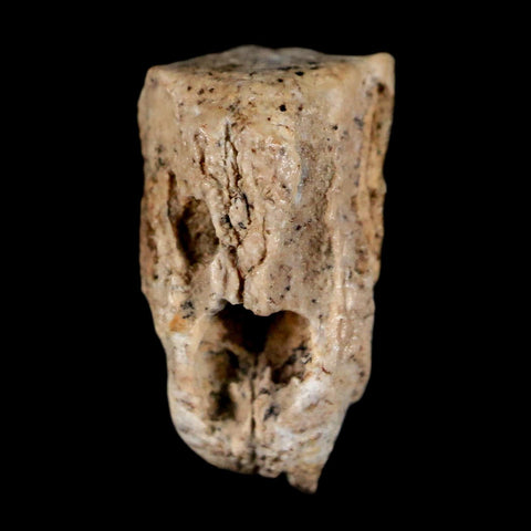 0.5" Lambeosaurus Fossil Tooth Judith River FM MT Cretaceous Dinosaur COA Display - Fossil Age Minerals