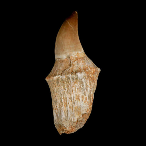 3.7" Mosasaur Prognathodon Fossil Tooth Rooted Cretaceous Dinosaur Era COA