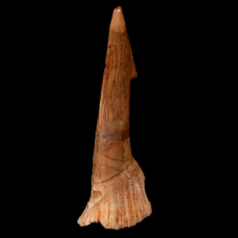 1.9" Sawfish Fossil Tooth Barb Onchopristis Numidus Cretaceous Dinosaur Era COA - Fossil Age Minerals