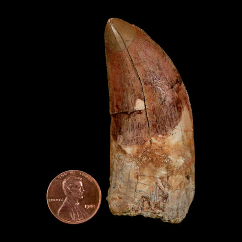 XL 2.8" Carcharodontosaurus Serrated Fossil Tooth Cretaceous Theropod Dinosaur COA - Fossil Age Minerals