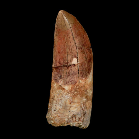XL 2.8" Carcharodontosaurus Serrated Fossil Tooth Cretaceous Theropod Dinosaur COA - Fossil Age Minerals