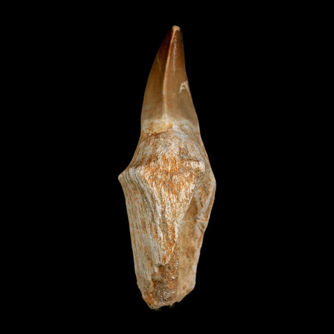 3.7" Mosasaur Prognathodon Fossil Tooth Rooted Cretaceous Dinosaur Era COA