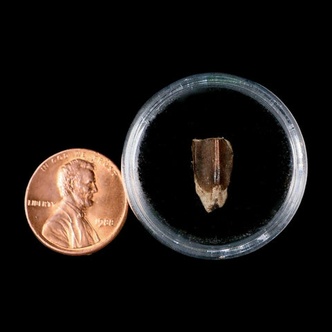 0.5" Lambeosaurus Fossil Tooth Judith River FM MT Cretaceous Dinosaur COA Display - Fossil Age Minerals