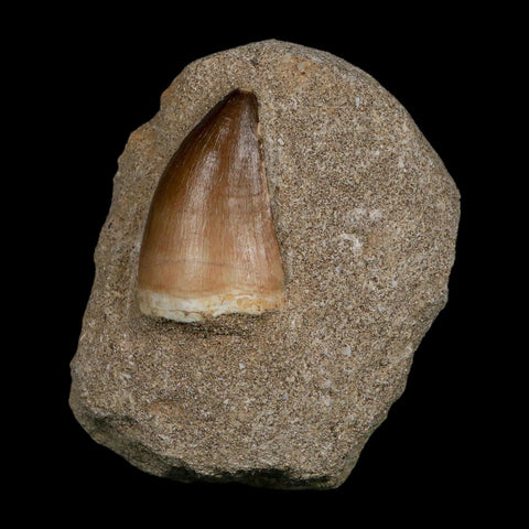 1.7" Mosasaur Prognathodon Fossil Tooth In Matrix Cretaceous Dinosaur Era COA