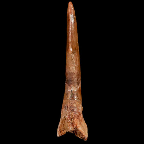 1.9" Sawfish Fossil Tooth Barb Onchopristis Numidus Cretaceous Dinosaur Era COA - Fossil Age Minerals