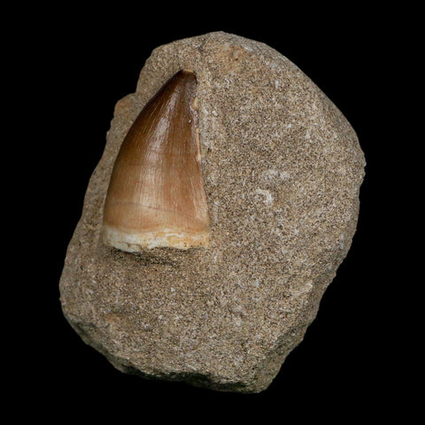 1.7" Mosasaur Prognathodon Fossil Tooth In Matrix Cretaceous Dinosaur Era COA