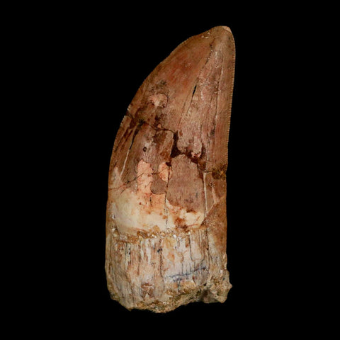 XL 2.8" Carcharodontosaurus Serrated Fossil Tooth Cretaceous Theropod Dinosaur COA - Fossil Age Minerals