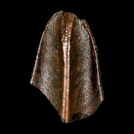 0.5" Lambeosaurus Fossil Tooth Judith River FM MT Cretaceous Dinosaur COA Display