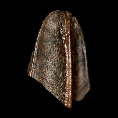 0.5" Lambeosaurus Fossil Tooth Judith River FM MT Cretaceous Dinosaur COA Display