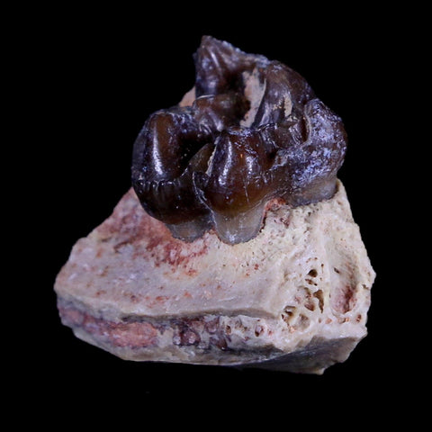 0.9" Mesohippus Fossil Jaw Teeth Three Toed Horse Oligocene Age SD Badlands COA - Fossil Age Minerals