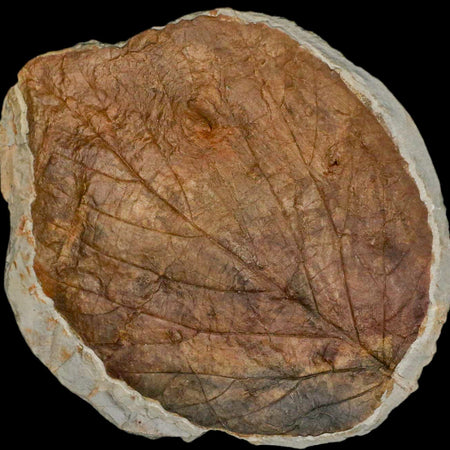 2.4" Davidia Antiqua Fossil Plant Leaf  Plant Fort Union Formation Glendive Montana