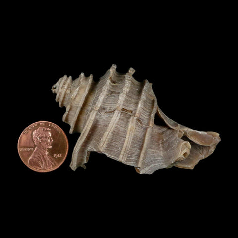 2.6" Ecphora Gardnerae Gastropod Fossil Shell Lee Creek Miocene Epoch North Carolina - Fossil Age Minerals