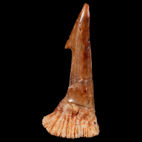 1.9" Sawfish Fossil Tooth Barb Onchopristis Numidus Cretaceous Dinosaur Era COA - Fossil Age Minerals