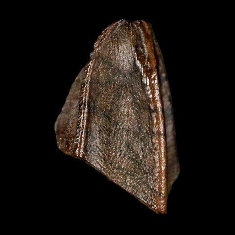 0.5" Lambeosaurus Fossil Tooth Judith River FM MT Cretaceous Dinosaur COA Display