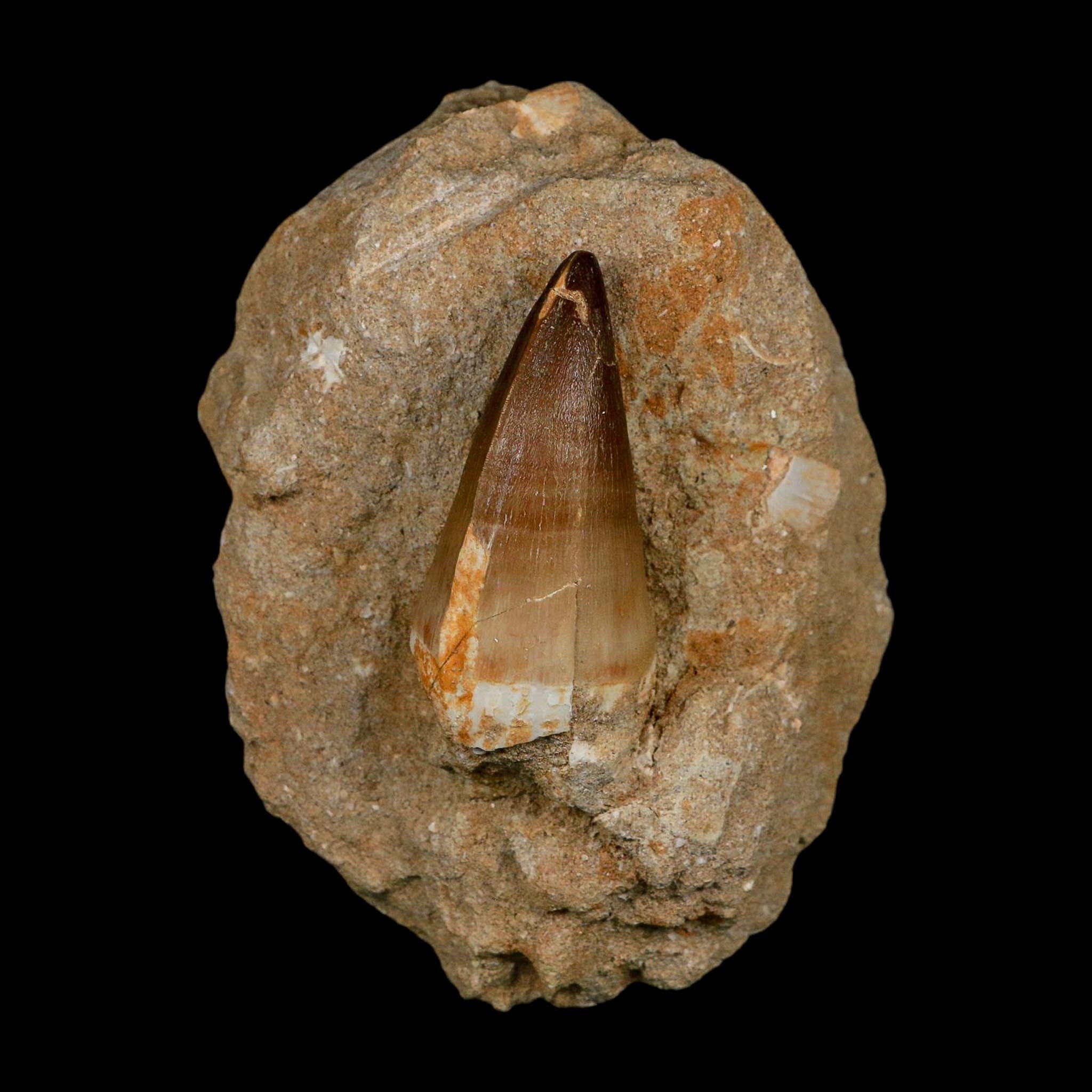 XL 2.5" Mosasaur Prognathodon Fossil Tooth In Matrix Cretaceous Dinosaur Era COA - Fossil Age Minerals