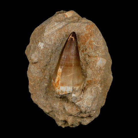 XL 2.5" Mosasaur Prognathodon Fossil Tooth In Matrix Cretaceous Dinosaur Era COA