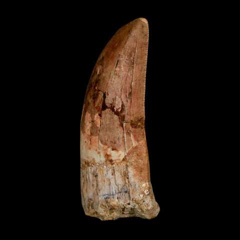 XL 2.8" Carcharodontosaurus Serrated Fossil Tooth Cretaceous Theropod Dinosaur COA - Fossil Age Minerals