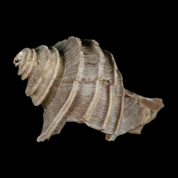 2.6
